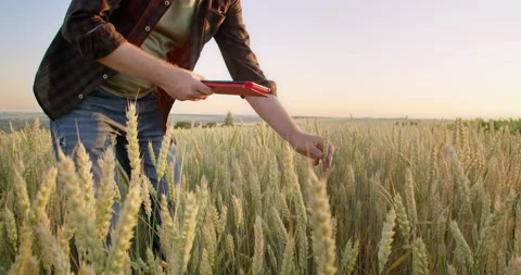 Male farmer with portable tablet computer in wheat field Stock Footage 201621897
