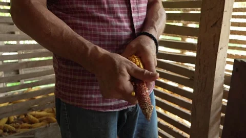 Male farmer remove the dried corn peels kernels from the cob at barn Stock Footage 247020746