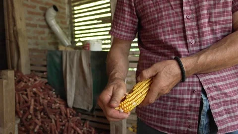 Male farmer remove the dried corn peels kernels from the cob at barn Stock Footage 247020747