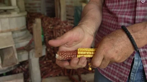 Male farmer remove the dried corn peels kernels from the cob at barn Stock Footage 247020831