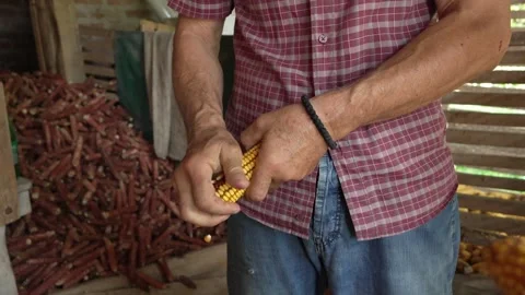 Male farmer remove the dried corn peels kernels from the cob at barn Stock Footage 247020848