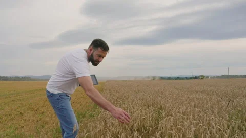 Male farmer with tablet computer in wheat field walking and checking Stock Footage 249608024