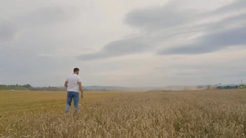 Male farmer with tablet computer in wheat field walking and checking Stock Footage 249608283