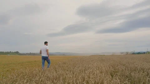Male farmer with tablet computer in wheat field walking and checking Stock Footage 249608427