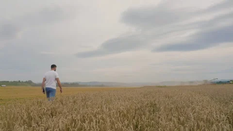 Male farmer with tablet computer in wheat field walking and checking Stock Footage 249608448