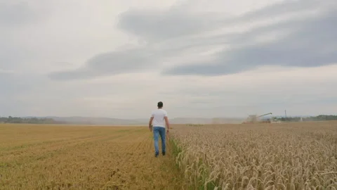 Male farmer with tablet computer in wheat field walking and checking Stock Footage 249608509