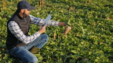Male farmer using digital tablet takes a picture of ripe sugar beets Stock Footage 117184475