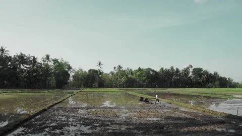 Male farmer using hand tractor to plow farm fields Stock Footage 209125055