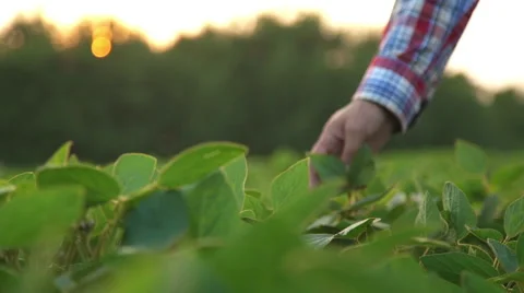 Male farmer's hands in soybean field, responsible farming and dedicated Stock Footage