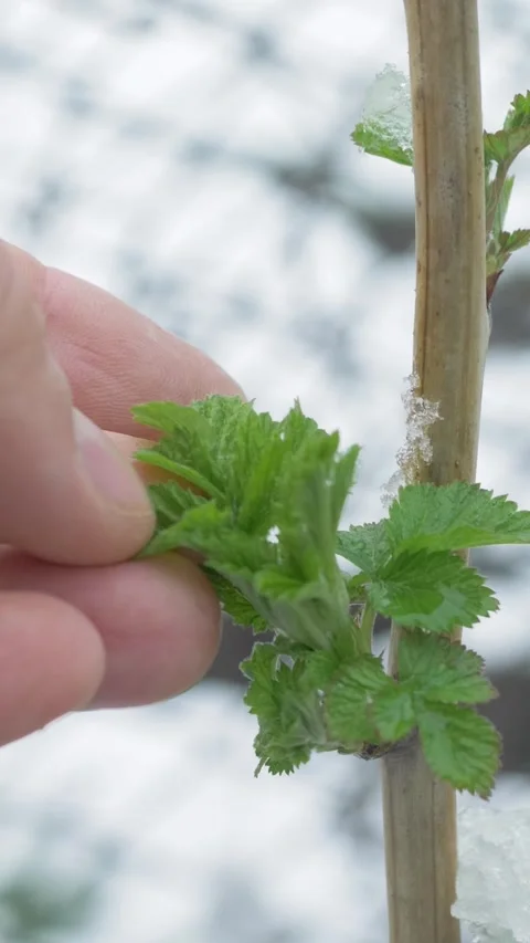 Male fingers remove snow from raspberry bush Stock Footage 326291168