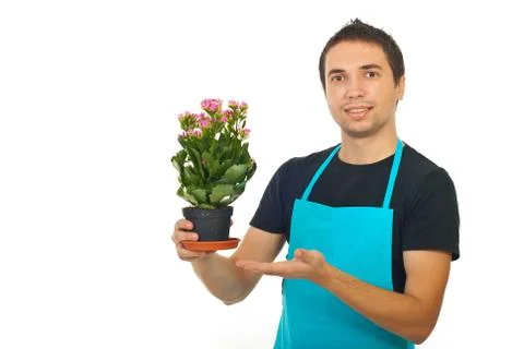 Male florist showing to kalanchoe flower Stock Photos