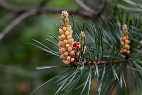Male Flowers of a Black Pine (Pinus nigra) Stock Photos