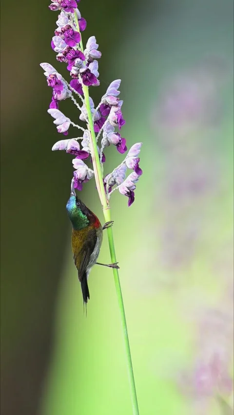 Male Fork-tailed Sunbird Drinking Nectar from Purple Flowers in Garden 스톡 동영상 330939557