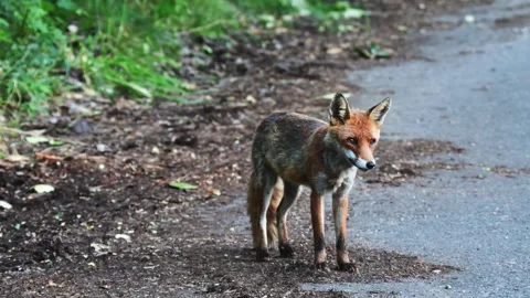 A male fox Stock Footage 275019757
