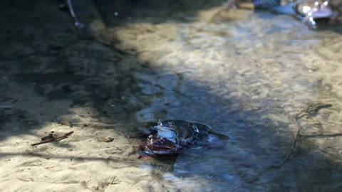 A Male Frog Clasps A Female In Amplexus, A Common Breeding Behavior, In Shallow  Stock Footage 315771985