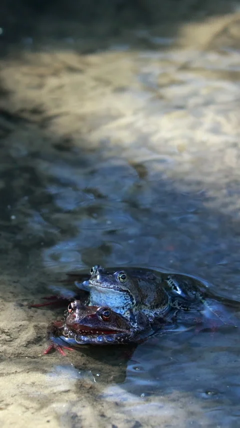 A Male Frog Clasps A Female In Amplexus, A Common Breeding Behavior, In Shallow  Stock Footage 329501819