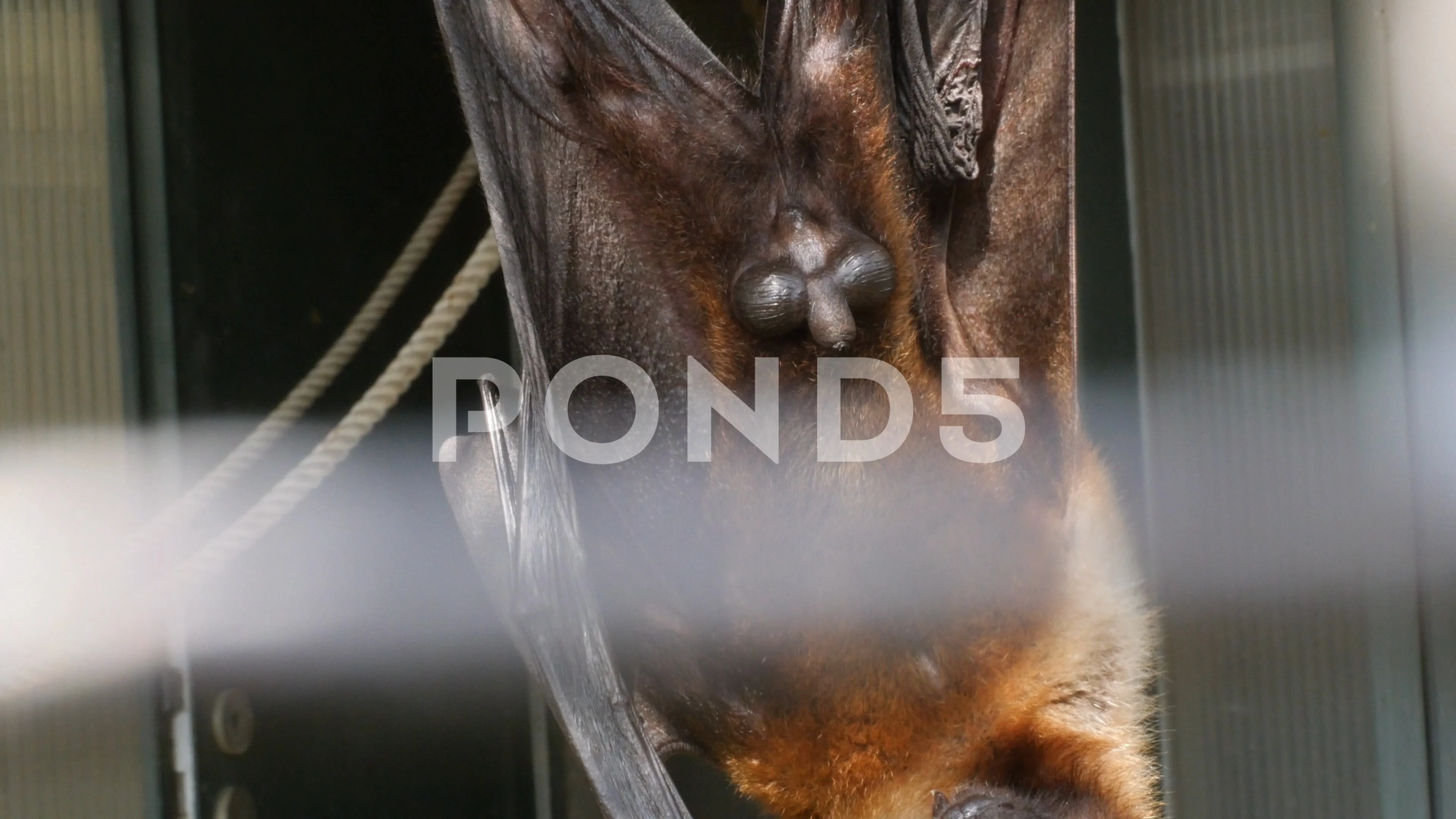 male fruit bat