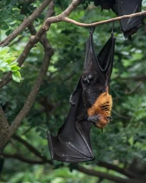 Male fruit bat sleeping on a branch. Stock Photos