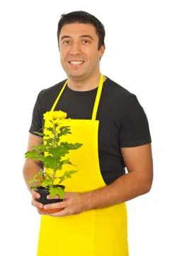 Male gardener holding chrysanthemum Stock Photos