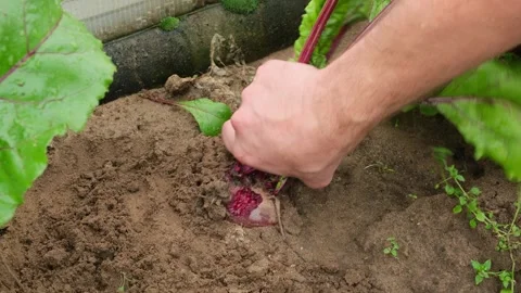 Male gardener pulls organic beetroot bitten off by mice from the ground Stock Footage 306516755