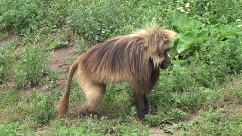 A male gelada monkey (Theropithecus gelada), in a zoo setting in the UK. Stock Footage 167259580