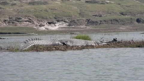 Male Gharial side view Stock Footage 130365146