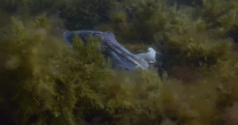 Male Giant Cuttlefish Attempting to Coupling with Female Stock Footage 317081345