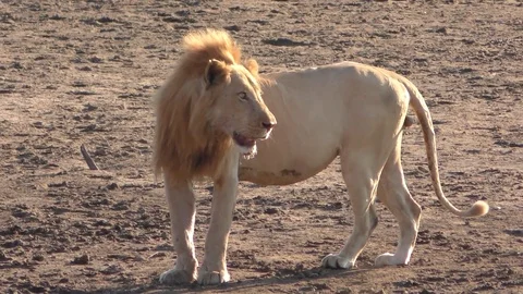 A male ginger lion is walking, stopping ... | Stock Video | Pond5