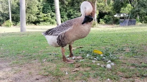 Male goose cleaning itself while standing on the grass footage. Stock Footage 156719942