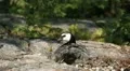 Male Goose Defend Nest, Seagull Attack, Beautiful Exotic Goose, Birds HD Footage
