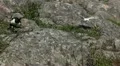 Male Goose Defend Nest, Seagull Attack, Beautiful Exotic Goose, Birds HD Footage