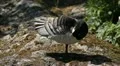 Male Goose Defend Nest, Seagull Attack, Beautiful Exotic Goose, Birds HD Footage