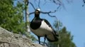 Male Goose Defend Nest, Seagull Attack, Beautiful Exotic Goose, Birds HD Footage