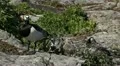 Male Goose Defend Nest, Seagull Attack, Beautiful Exotic Goose, Birds HD Footage