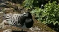 Male Goose Defend Nest, Seagull Attack, Beautiful Exotic Goose, Birds HD Footage