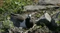 Male Goose Defend Nest, Seagull Attack, Beautiful Exotic Goose, Birds HD Footage