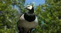 Male Goose Defend Nest, Seagull Attack, Beautiful Exotic Goose, Birds HD Footage
