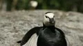Male Goose Defend Nest, Seagull Attack, Beautiful Exotic Goose, Birds HD Footage