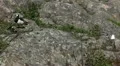 Male Goose Defend Nest, Seagull Attack, Beautiful Exotic Goose, Birds HD Footage