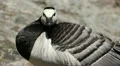 Male Goose Defend Nest, Seagull Attack, Beautiful Exotic Goose, Birds HD Footage