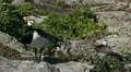 Male Goose Defend Nest, Seagull Attack, Beautiful Exotic Goose, Birds HD Footage