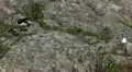 Male Goose Defend Nest, Seagull Attack, Beautiful Exotic Goose, Birds HD Footage