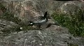 Male Goose Defend Nest, Seagull Attack, Beautiful Exotic Goose, Birds HD Footage