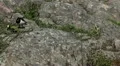 Male Goose Defend Nest, Seagull Attack, Beautiful Exotic Goose, Birds HD Footage