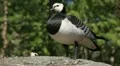 Male Goose Defend Nest, Seagull Attack, Beautiful Exotic Goose, Birds HD Footage