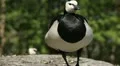 Male Goose Defend Nest, Seagull Attack, Beautiful Exotic Goose, Birds HD Footage