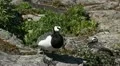 Male Goose Defend Nest, Seagull Attack, Beautiful Exotic Goose, Birds HD Footage