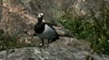 Male Goose Defend Nest, Seagull Attack, Beautiful Exotic Goose, Birds HD Footage