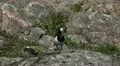 Male Goose Defend Nest, Seagull Attack, Beautiful Exotic Goose, Birds HD Footage