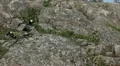 Male Goose Defend Nest, Seagull Attack, Beautiful Exotic Goose, Birds HD Footage